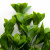 Трава искусственная -1, шт (эвкалипт лист 32 см/8 см)				 - купить в Бийске. Цена: 169.93 руб.